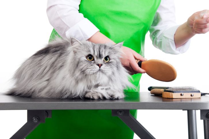 cat grooming services